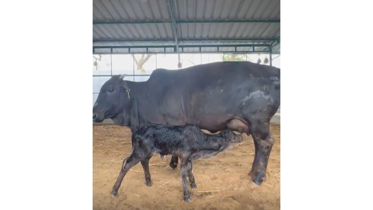 *Gujarat’s DHUNN Charitable Trust Announces Historic Miniature Breeding Triumph: 20-Inch Calf ‘HARINI’ Born To Registered Indigenous Parents Petlad/Dharamraj, Gujarat*-PNN